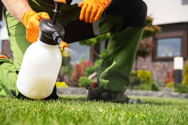 Wasp Removal Services in East Whittier, CA