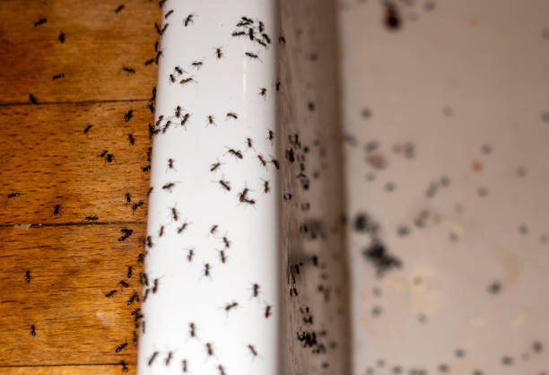 Best Residential Pest Control  in East Whittier, CA