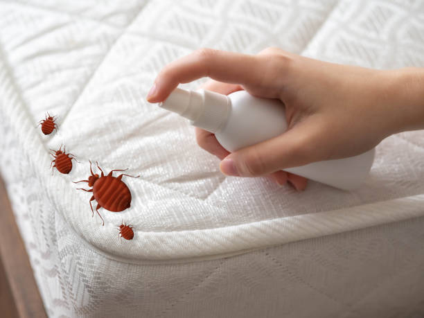 Best Bed Bug Extermination  in East Whittier, CA