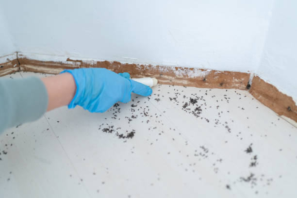 Best Local Pest Control Services  in East Whittier, CA